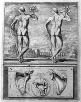 view M0007117: Anatomical engraving of two male figures standing