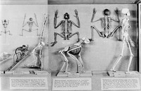 view M0006507: "Skeleton from Fish to Man", display from the American Museum of Natural History, right panel
