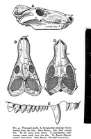 view M0006647: Drawings of theraoid skulls