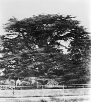 view M0006547: Cedar tree in the garden of Upton House, birthplace of Joseph Lister (1827-1912)