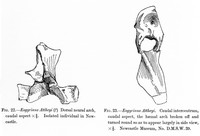 view M0006663: Drawings of the dorsal neural arch of the <i>Eogyrinus Attheyi</i>