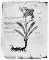 view M0006404: Orris, from Dioscorides: <i>Juliana Anicia Codex</i>