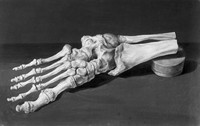 view M0006912: Painting of the bones of the foot