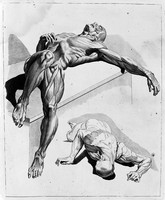 view M0007279: Illustration of two male figures, showing muscles