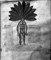 view M0007116: Page from a 14th century herbal manuscript depicting a mandrake