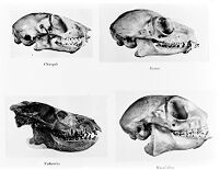 view M0006804: Side view of four skulls from Chirogale, Lemur, Notharctus and Myoxicebus