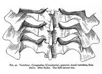 view M0006649: Drawing of the posterior dorsal vertebrae of Cynognathus