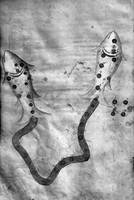 view M0007140: Manuscript illustration of Pisces constellation