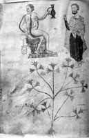 view M0007185: Manuscript illustration from <i>Medicina Antiqua</i> depicting the use of coriander for enemas