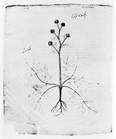 view M0006399: Wild cumin, from Dioscorides: <i>Juliana Anicia Codex</i>