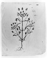 view M0006402: Psyllium or Flea Seeds, from Dioscorides: <i>Juliana Anicia Codex</i>