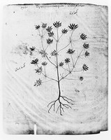 view M0006406: Cumin (cultivated), from Dioscorides: <i>Juliana Anicia Codex</i>