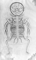 view M0007242: Manuscript illustration of the nervous system