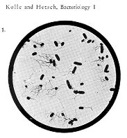 view M0009372: Typhus bacillus