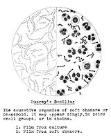 view M0009147: Ducrey's bacillus