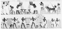 view M0009327: Egyptian painting of a harvest scene, 1420-1411 B.C. from the tomb of Menna (no.69), Thebes