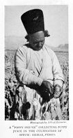 view M0008576: Cultivation of opium