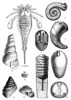 view M0008756: Upper Ordouician, example of typical forms of life