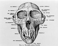 view M0009184: Annotated diagram of a rhesus monkey skull