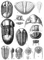 view M0008754: Lower Ordouician, example of typical forms of life