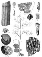 view M0008761: Lower Carboniferous, example of typical forms of life