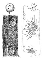 view M0009212: Gall from the Dakota sandstone resembling oak-leaf gal, from Moodie: <i>Paleopathology</i>