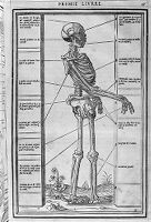 view M0009178: Annotated diagram of a skeleton, from Estienne: <i>La dissection des parties du corps humain</i>