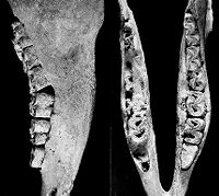 view M0009225: Views of the mandible of a three toed horse, from Moodie: <i>Paleopathology</i>