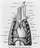 view M0009185: Annotated diagram of the contents of the thorax of a rhesus monkey