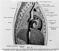 view M0009177: Lateral view of organs and viens in the upper torso