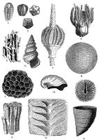 view M0008763: Upper Carboniferous, example of typical forms of life