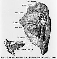 view M0009186: Annotated diagram of the posterior view of the right lung of a rhesus monkey