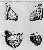 view M0009189: Four diagrams of the heart, from Eustachi: <i>Explicatio tabularum anatomicarum</i>, 1744