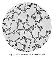 view M0009376: Pure culure of staphylococci.