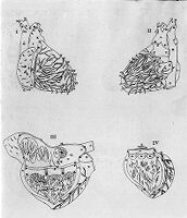 view M0009188: Four diagrams of the heart, from Eustachi: <i>Explicatio tabularum anatomicarum</i>, 1744