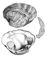 view M0009205: Miocene Normal and pathalogical clams, from Moodie: <i>Paleopathology</i>