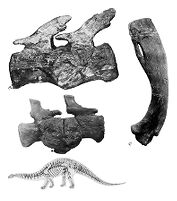 view M0009211: Three bone fragments showing deforming arthritides in a dinosaur, from Moodie: <i>Paleopathology</i>