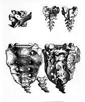 view M0009246: Human vertebrae, lower section, from Vesalius: <i>Icones Anatomicae</i>