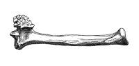 view M0009236: Right radius of Daphaenus Felinus, a large dog from Oligocene of Nebraska, from Moodie: <i>Paleopathology</i>