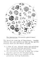 view M0009146: Gonococcus bacteria