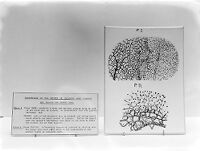 view M0007789: Observations made by Joseph Lister on the effects of irritants upon pigments and vessels of a frog's foot