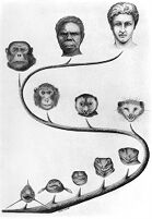 view M0008765: Illustration showing the evolution from fish to human