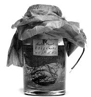view M0007747: Jar of cat gut in carbolised oil prepared by Joseph Lister