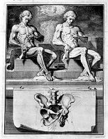 view M0008589: Anatomical plate, tabula 14