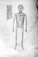 view M0007578B: Manuscript illustration of an anatomical figure from <i>Anothomia Philippi Septimi</i>, 1345