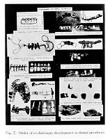 view M0007607: 'Order of evolutionary development in dental prosthesis'