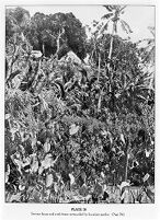 view M0008739: Samoan house, cookhouse and garden