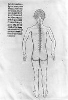 view M0007586B: Manuscript illustration of anatomical figure from <i>Anothomia Philippi Septimi</i>, 1345