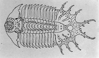 view M0008856: Large paleozoic spinose