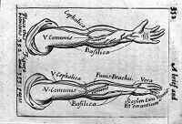 view M0009033: Anatomical plate: veins in the arm